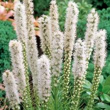 ЛИАТРИС БЕЛЫЙ окс