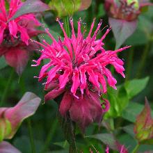 МОНАРДА ДВОЙЧАТАЯ ПАНОРАМА окс