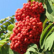 РЯБИНА НЕВЕЖИНСКАЯ горшок-с5