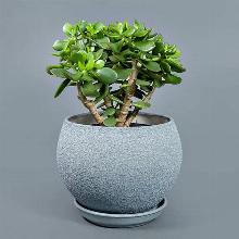 КРАССУЛА   горшок-с1 флос