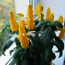 ПАХИСТАХИС   горшок-p9 флос