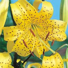 Нажмите чтобы увеличить изображение