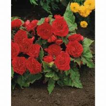 Нажмите чтобы увеличить изображение