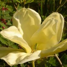 МАГНОЛИЯ ЭЛИЗАБЕТ горшок-с4