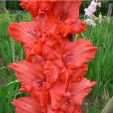 ГЛАДИОЛУС КАЛУЖАНИН 3шт-пакет