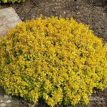 БАРБАРИС ТУНБЕРГА ТИНИ ГОЛД горшок-с1