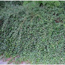 КИЗИЛЬНИК ДАММЕРА СТОКГОЛЬМ горшок-p9