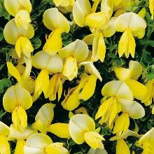 РАКИТНИК ЛУНА горшок-p9