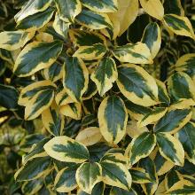 ЛОХ ЭББИНГЕ ГИЛТ ЭДЖ горшок-p9