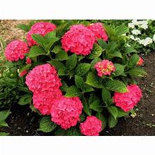 Нажмите чтобы увеличить изображение