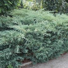 МОЖЖЕВЕЛЬНИК СКАЛЬНЫЙ ХЕТС горшок-p9