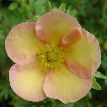 ЛАПЧАТКА ДЭЙДАУН горшок-p9