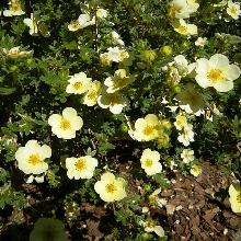 ЛАПЧАТКА ПРИМРОУЗ БЬЮТИ горшок-p9