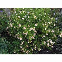 Нажмите чтобы увеличить изображение