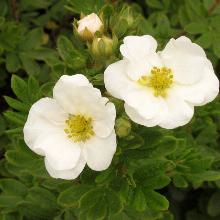 ЛАПЧАТКА СНОУБЕРД горшок-p9