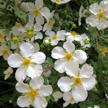 ЛАПЧАТКА СНОУФЛЕЙК горшок-p9