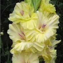 ГЛАДИОЛУС ЗОЛОТОЕ КРУЖЕВО 3шт-пакет