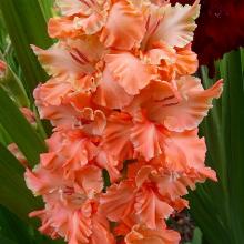 ГЛАДИОЛУС ЛОСОСЕВЫЙ СЮРПРИЗ 3шт-пакет