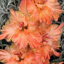 ГЛАДИОЛУС МАГИЯ ЦВЕТА пакет