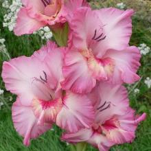 ГЛАДИОЛУС РАННЯЯ КРАСАВИЦА 3шт-пакет