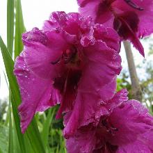 ГЛАДИОЛУС СЕДАЯ ДАМА 3шт-пакет