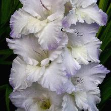 ГЛАДИОЛУС СНЕЖНАЯ КОРОЛЕВА 3шт-пакет