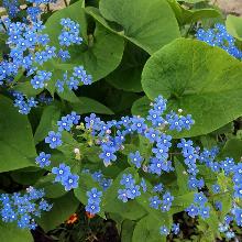 БРУНЕРА КРУПНОЛИСТНАЯ пакет