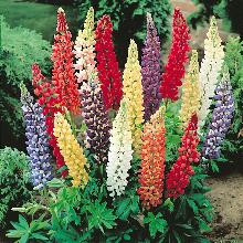 ЛЮПИН ГИБРИДЫ РАССЕЛА 3шт-пакет