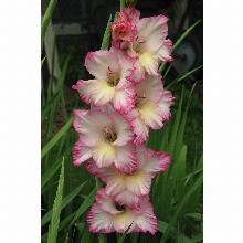 Нажмите чтобы увеличить изображение