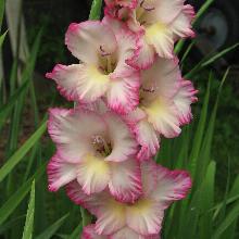 ГЛАДИОЛУС ПРИСЦИЛЛА пакет 12/14