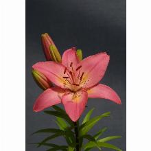 Нажмите чтобы увеличить изображение