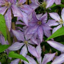 КЛЕМАТИС ДОРОТИ ВОЛТОН пакет