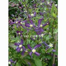 Нажмите чтобы увеличить изображение