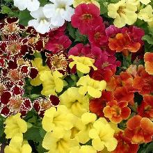 РАССАДА МИМУЛЮС СМЕСЬ кассета-6шт