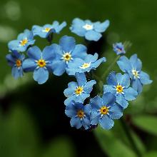 НЕЗАБУДКА ЛЕСНАЯ горшок-p9