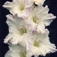 ГЛАДИОЛУС ГОЛУБЫЕ СНЕЖИНКИ 10шт-пакет детка