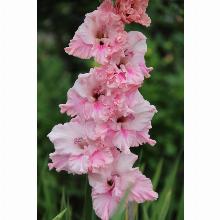 Нажмите чтобы увеличить изображение