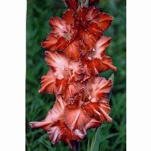 Нажмите чтобы увеличить изображение