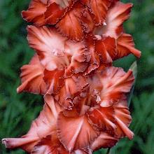 ГЛАДИОЛУС КАРЕГЛАЗАЯ 10шт-пакет детка