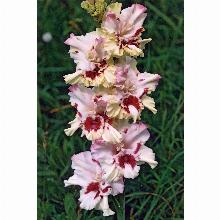 Нажмите чтобы увеличить изображение