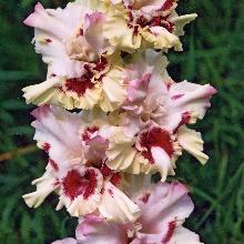 ГЛАДИОЛУС КЛЮКВА В САХАРЕ 3шт-пакет