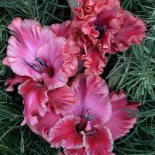 ГЛАДИОЛУС КНЯЖИЧ ДЕТКА 10шт-пакет детка