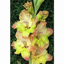 Нажмите чтобы увеличить изображение