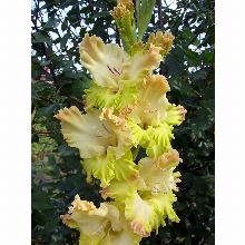 Нажмите чтобы увеличить изображение