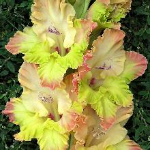 ГЛАДИОЛУС КРАСАВА 10шт-пакет детка