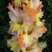 ГЛАДИОЛУС ПОЛЯРНОЕ СИЯНИЕ 3шт-пакет