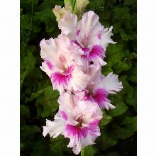 Нажмите чтобы увеличить изображение