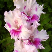 ГЛАДИОЛУС ПРЕКРАСНАЯ НЕЗНАКОМКА 10шт-пакет детка