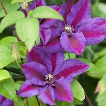 КЛЕМАТИС МИССИС ТОМПСОН пакет