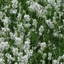 ЛАВАНДА ЛЕКАРСТВЕННАЯ ХИДКОТ УАЙТ горшок-с1